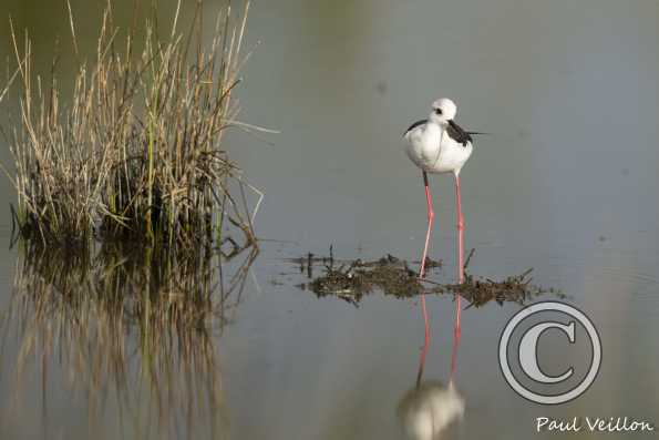 Echasse blanche