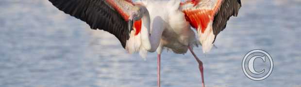 échassiers:
Flamant rose