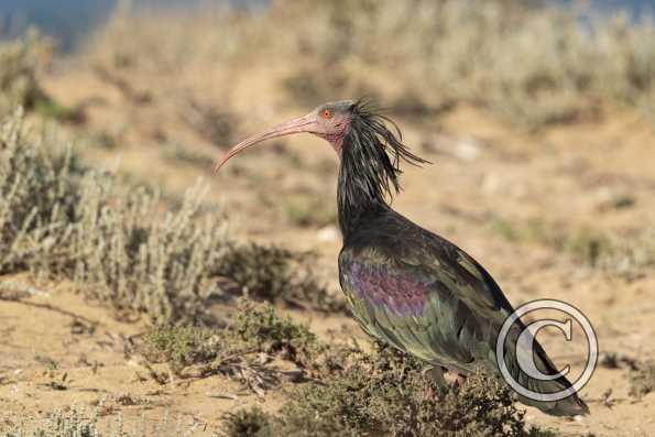 Ibis chauve