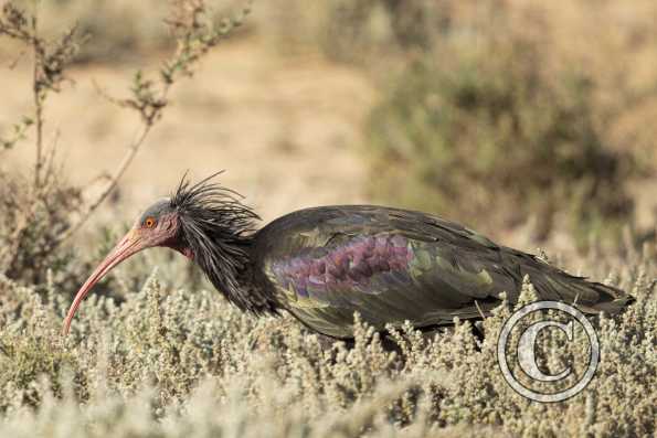 Ibis chauve