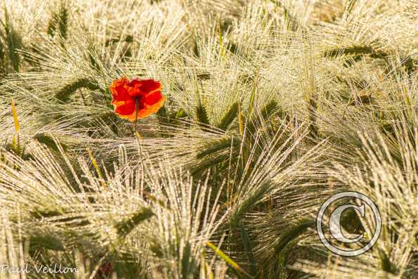 Coquelicot  dans l'orge