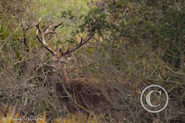 Cerfs élaphes Espagne